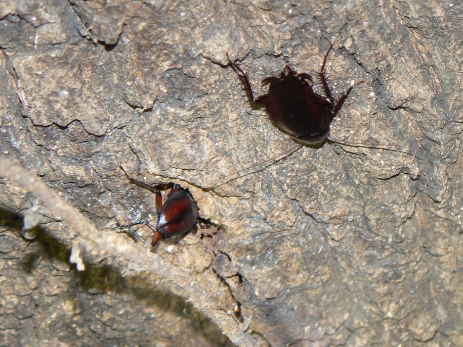 ２番目のクヌギの根元_ノコギリクワガタ雄-1angle_200928_18-30