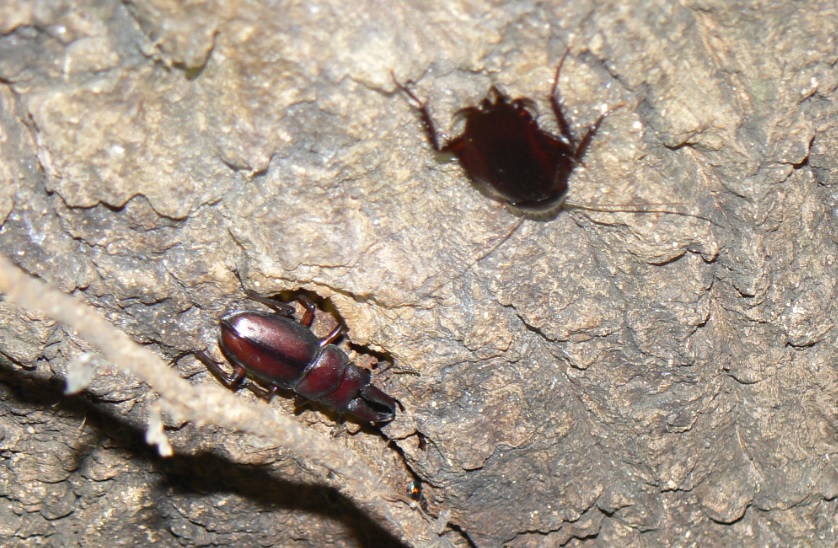 ２番目のクヌギの根元_ノコギリクワガタ雄-2angle_200928_18-30