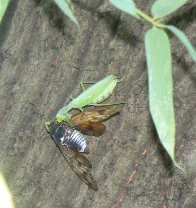 ２番目のクヌギの根元_ハラビロカマキリの狩り_200908真昼