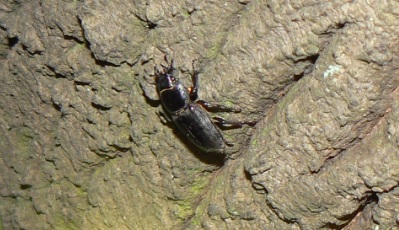 ２番目のクヌギの根元_ヒラタクワガタの雌_200820