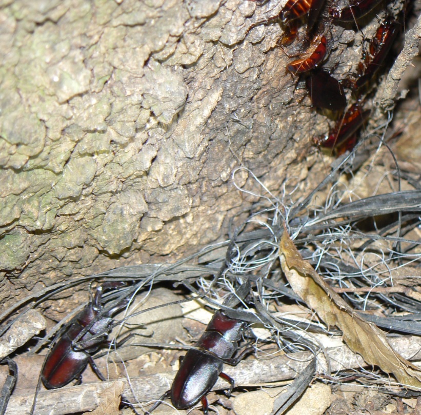 ２番目のクヌギの根元_樹液に向かうノコギリクワガタ2雄_200921_18-40