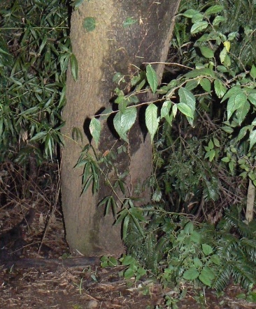 ２番目のクヌギの根元_樹液は枯渇_200927_5-30