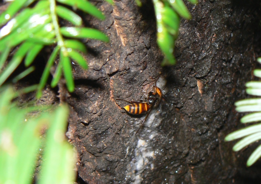 ２番目のクヌギの根元_黄色スズメバチ__200902