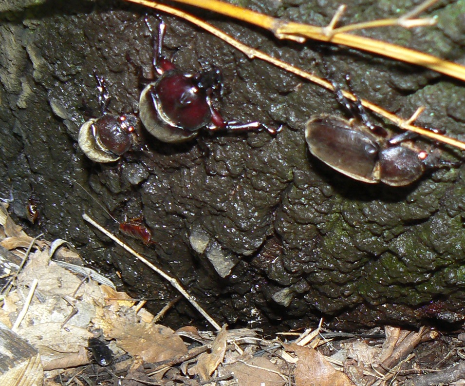 ２番目のクヌギの根元近く_カブトムシ1♂2♀、ヒラタクワガタ♀_2021年7月7日20時25分頃_気温26度