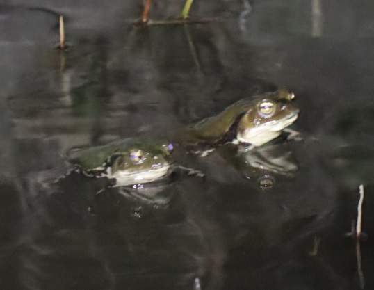 アズマヒキガエルのペア