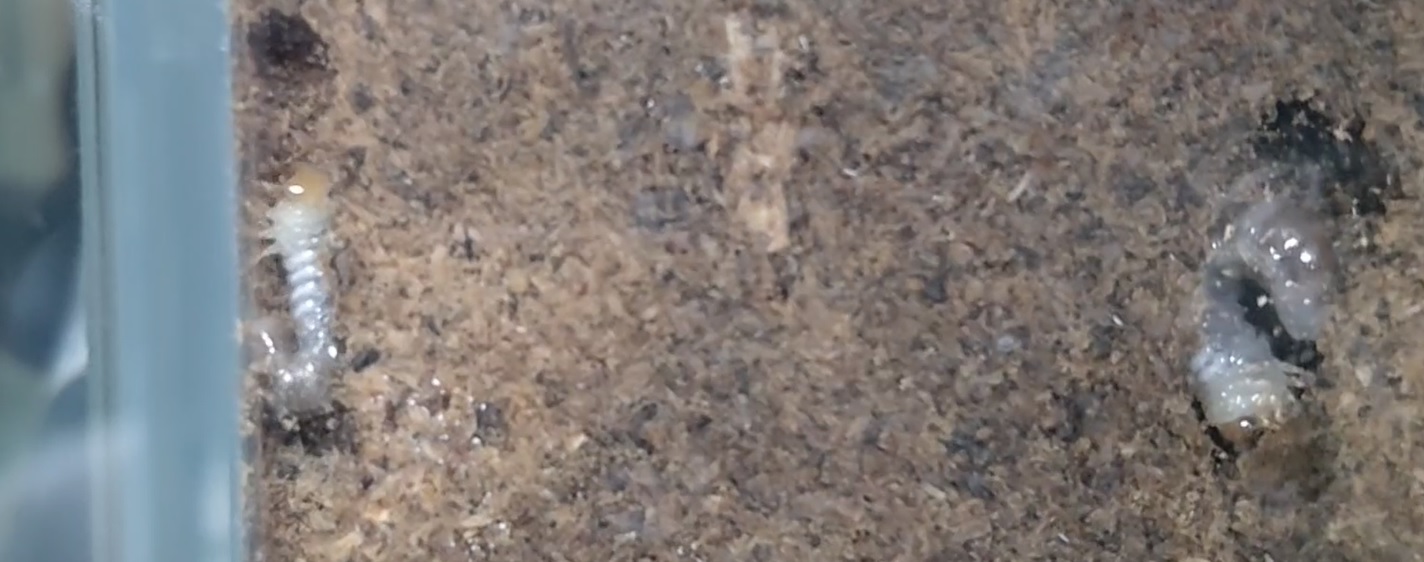 オオクワガタ野外確保-2世代目の幼虫_2023年3月27日