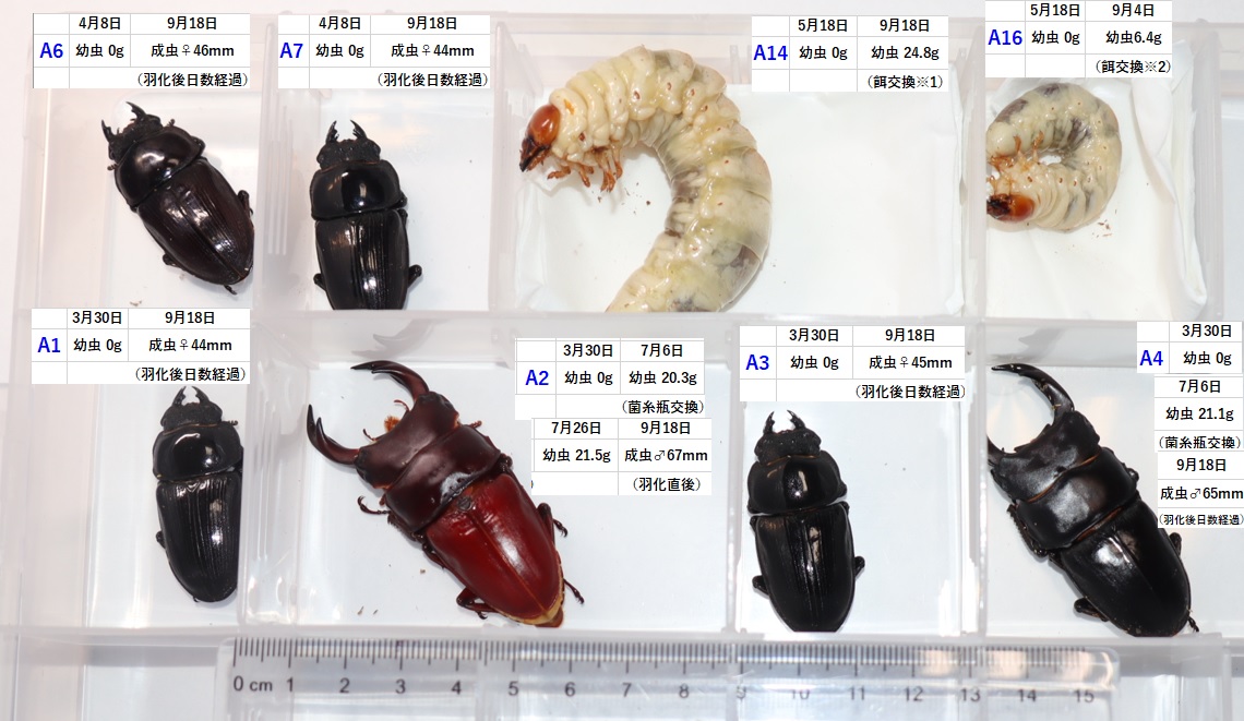 オオクワガタ野外確保-2世代目の幼虫の成長過程_2023年9月23日
