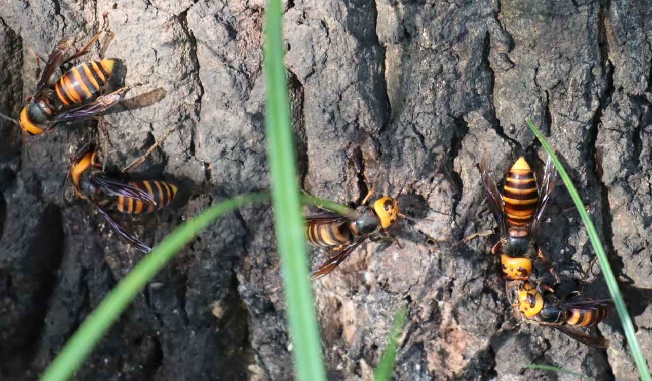 オオスズメバチの群れ_苔が生えたクヌギ_2023年10月13日14時35分気温22.1度