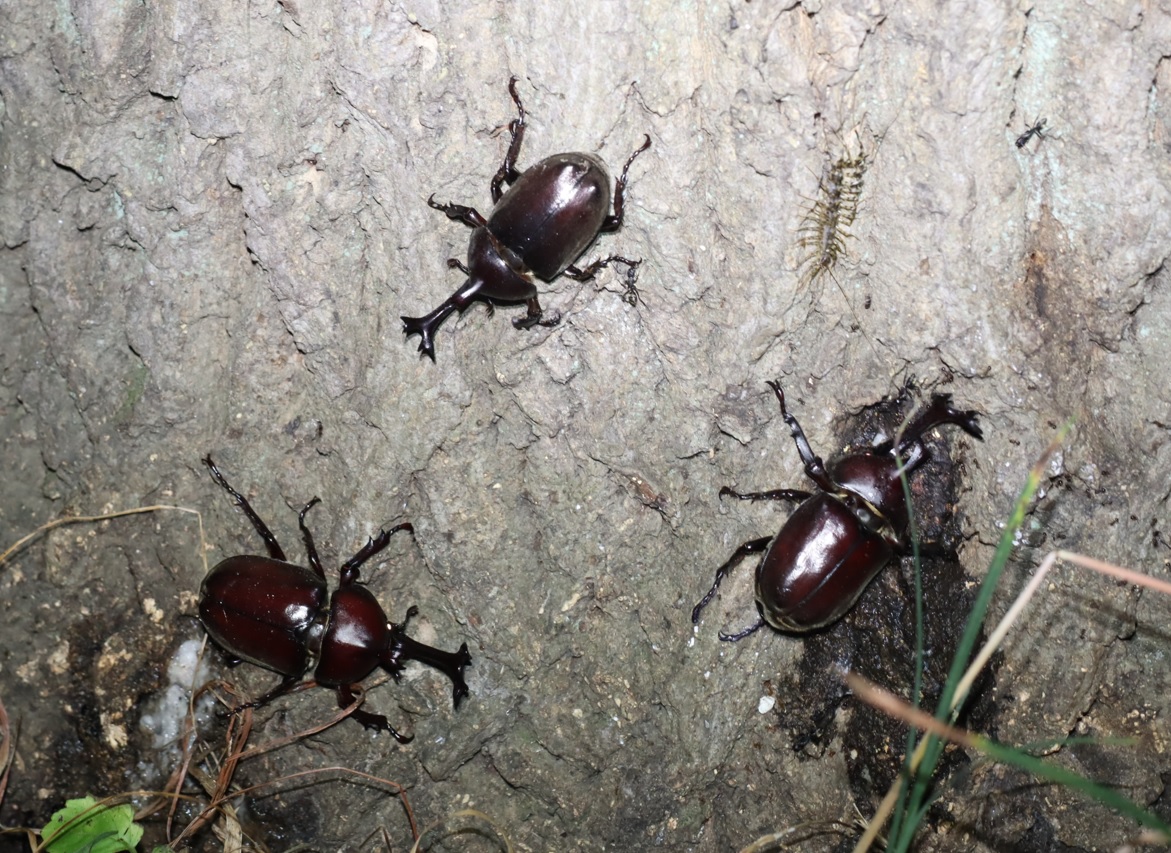 カブトムシ3♂_クヌギ-暗い雑木林_2023年7月21日19時50分気温23.5度