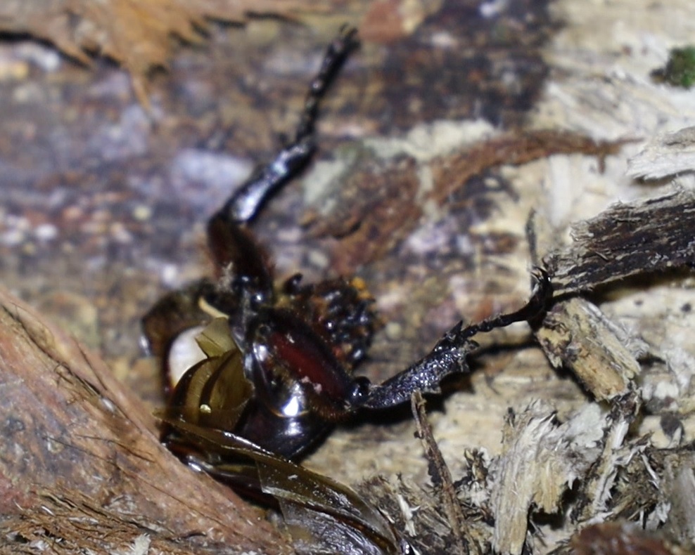 カブトムシ♀の死骸（食べかす-頭部と胸部）_広葉樹の切材置き場の上_クツワムシの棲む森_2023年7月13日19時45分気温26.4度
