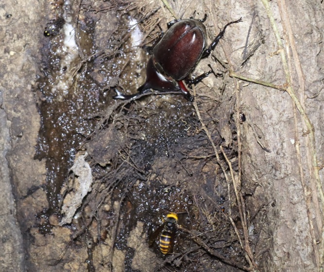 カブトムシ♂、コガタスズメバチ_蔦が生えたクヌギーほったらかしの森_2023年7月28日18時30分気温29.1度