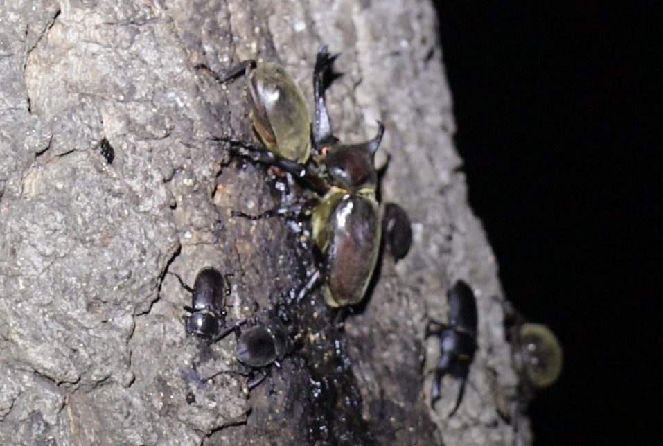 カブトムシ、コクワガタ、ノコギリクワガタ_クヌギの大木ークヌギ林_2023年7月26日20時10分気温30度