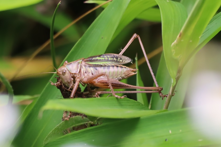 キリギリス♂（姿を見せた2匹目）_キリギリスの棲む草原_2023年6月28日9時50分気温28.8度