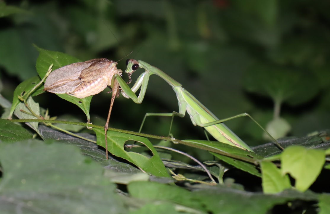 クツワムシを捕食するオオカマキリ_クツワムシのホットスポット_2023年8月18日20時30分気温29度
