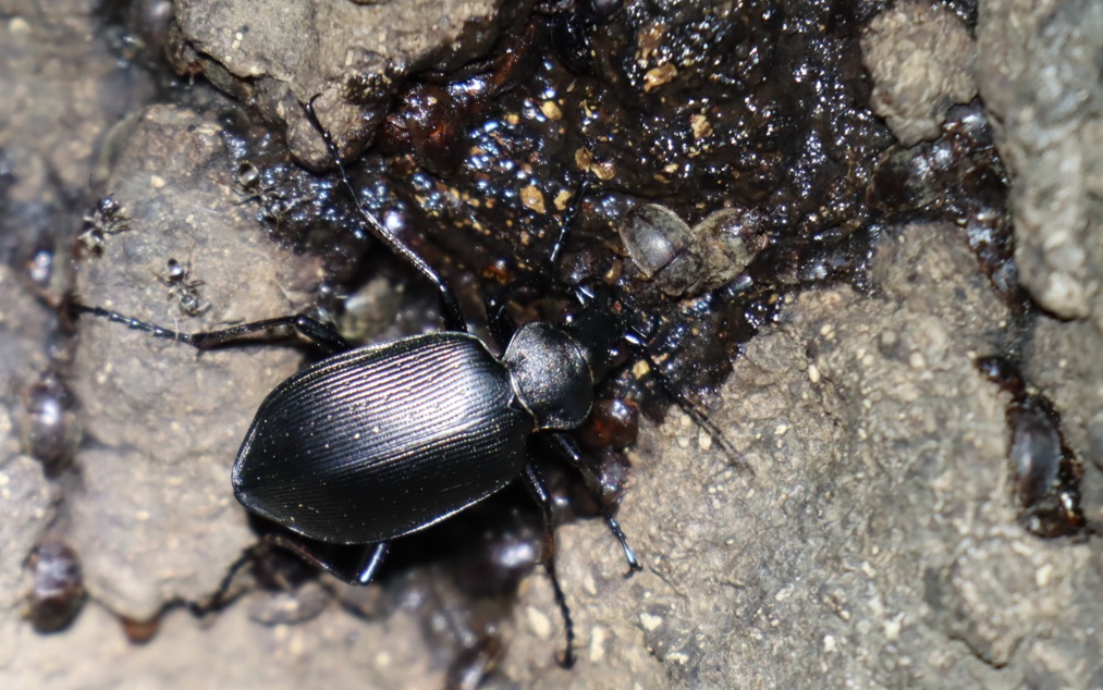 クロカタビロオサムシ-樹液を吸う！_No7のクヌギ_クワガタ達のオアシス_2023年5月16日20時40分気温16.3度