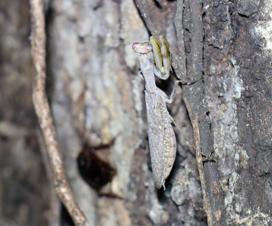 グレー＆レッドアイのハラビロカマキリ_⑦_クヌギ-ほったらかしの森_2023年10月10日19時5分気温19.9度