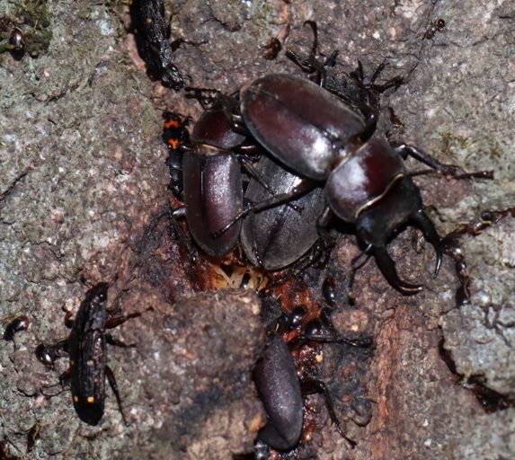 コクワガタ2♂2♀_住宅脇の昆虫達の飲み屋のクヌギ_2023年5月4日1９時３０分気温20.5度