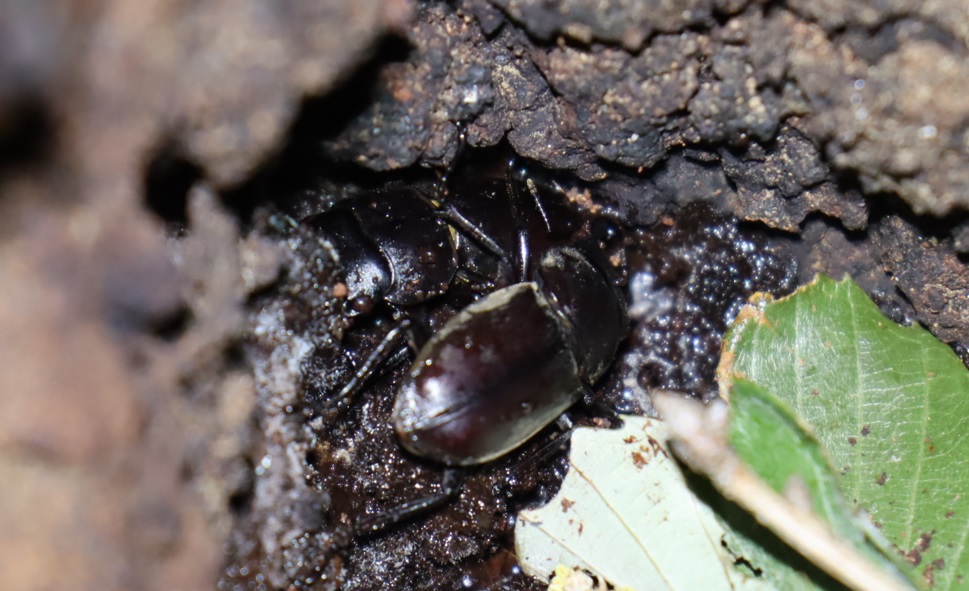 コクワガタ2♂（内1匹はLGBT？）_No5のクヌギ根元_クワガタ達のオアシス_2023年4月30日19時20分気温19.5度