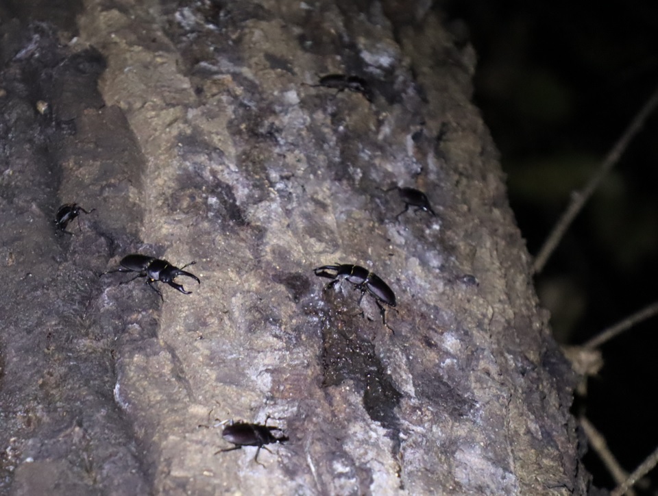 コクワガタ6♂_クヌギ-ほったらかしの森_2023年9月4日19時55分気温27.5度