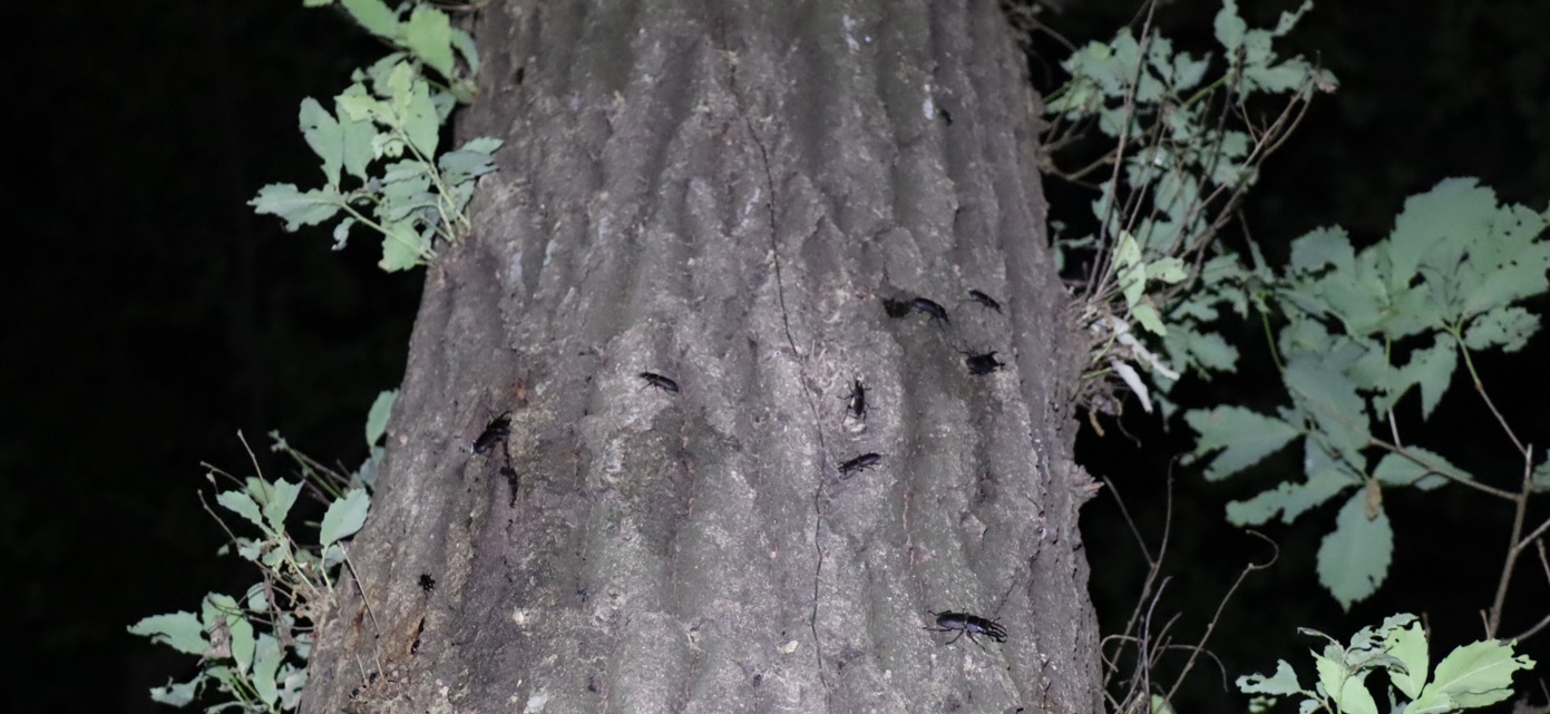 コクワガタ8匹_凄いコナラ_2023年5月17日20時15分気温20.3度