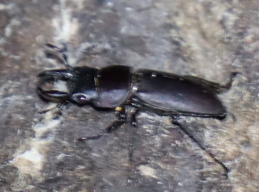 コクワガタ♂_蔦が生えたクヌギ-ほったらかしの森_2023年10月25日18時40分気温15.4度