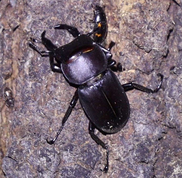 コクワガタ♂（アングル２）_蔦が生えたクヌギ-ほったらかしの森_2023年10月27日18時50分気温15.9度