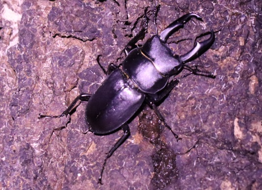 コクワガタ♂（拡大）_蔦が生えたクヌギ-ほったらかしの森_2023年11月6日18時40分気温22.1度