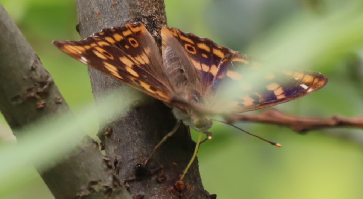 コムラサキ（羽を広げた）_川縁のヤナギ_2023年6月1日11時10分気温23度