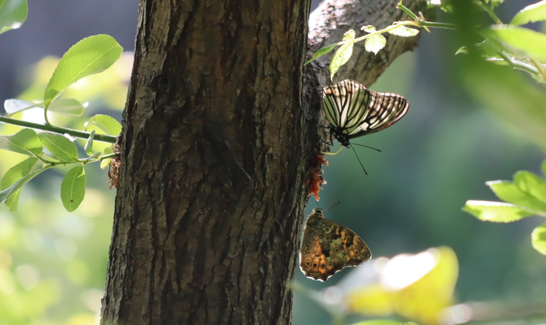 サトキマダラヒカゲとアカボシゴマダラ_川縁のヤナギ_2023年5月4日16時気温23.5度