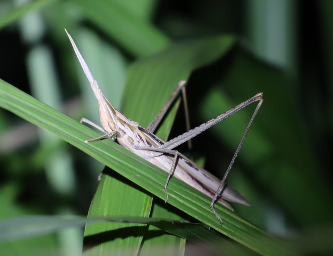 ショウリョウバッタ♀（褐色）_ススキｰ草原_2023年8月3日19時55分気温29度