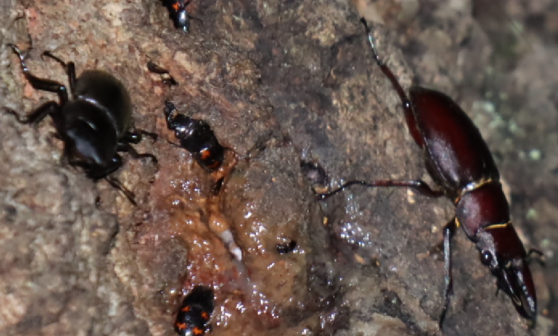 ノコギリクワガタ1♂、コクワガタ1♂（アングル2）_団地前のクヌギ_2023年5月20日19時40分気温19.4度