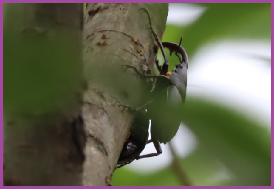 ノコギリクワガタ1ペア目（上側）_川縁のヤナギ_2023年6月1日11時5分気温23度