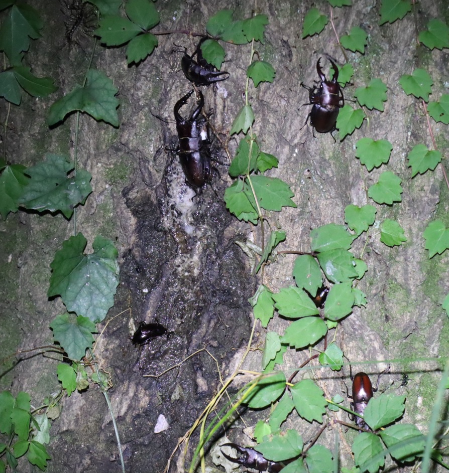 ノコギリクワガタ5♂3♀_暗い雑木林に生えたクヌギ_2023年7月11日20時気温30.8度