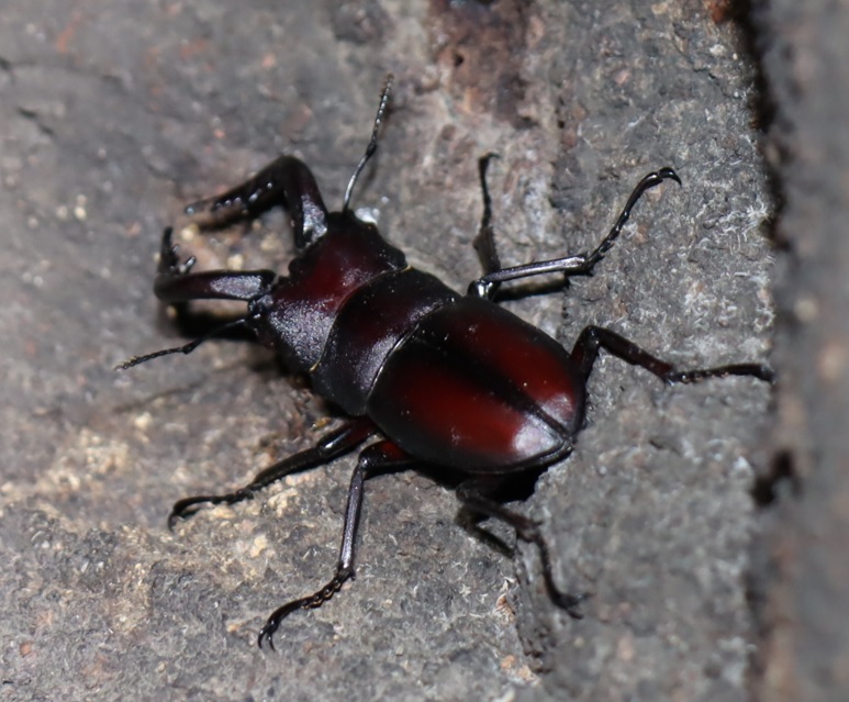 ノコギリクワガタ♂（大歯－アングル2）_シラカシ_2023年10月3日19時30分気温22.3度