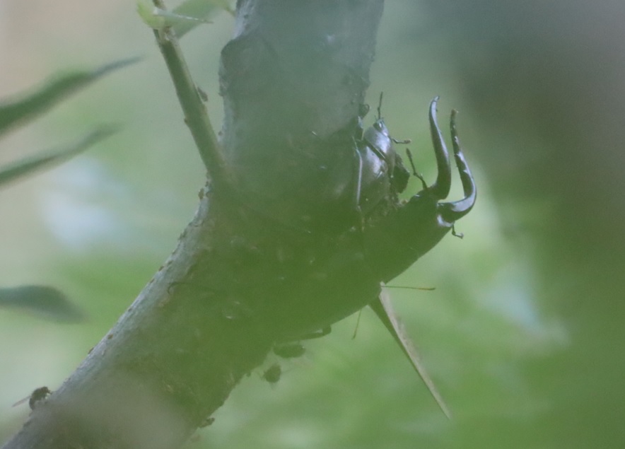 ノコギリクワガタのペア(別アングル）_川縁のヤナギ_2023年6月17日5時5分気温18.5度