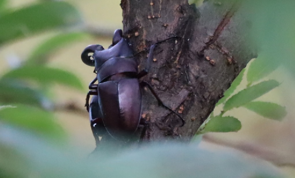 ノコギリクワガタのペア_川縁のヤナギ_2023年6月4日5時45分気温17度