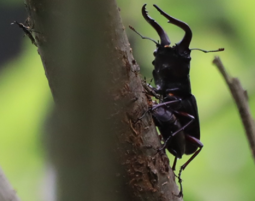 ノコギリクワガタペア1組目（拡大）_川縁のヤナギ_2023年5月31日15時5分気温21度