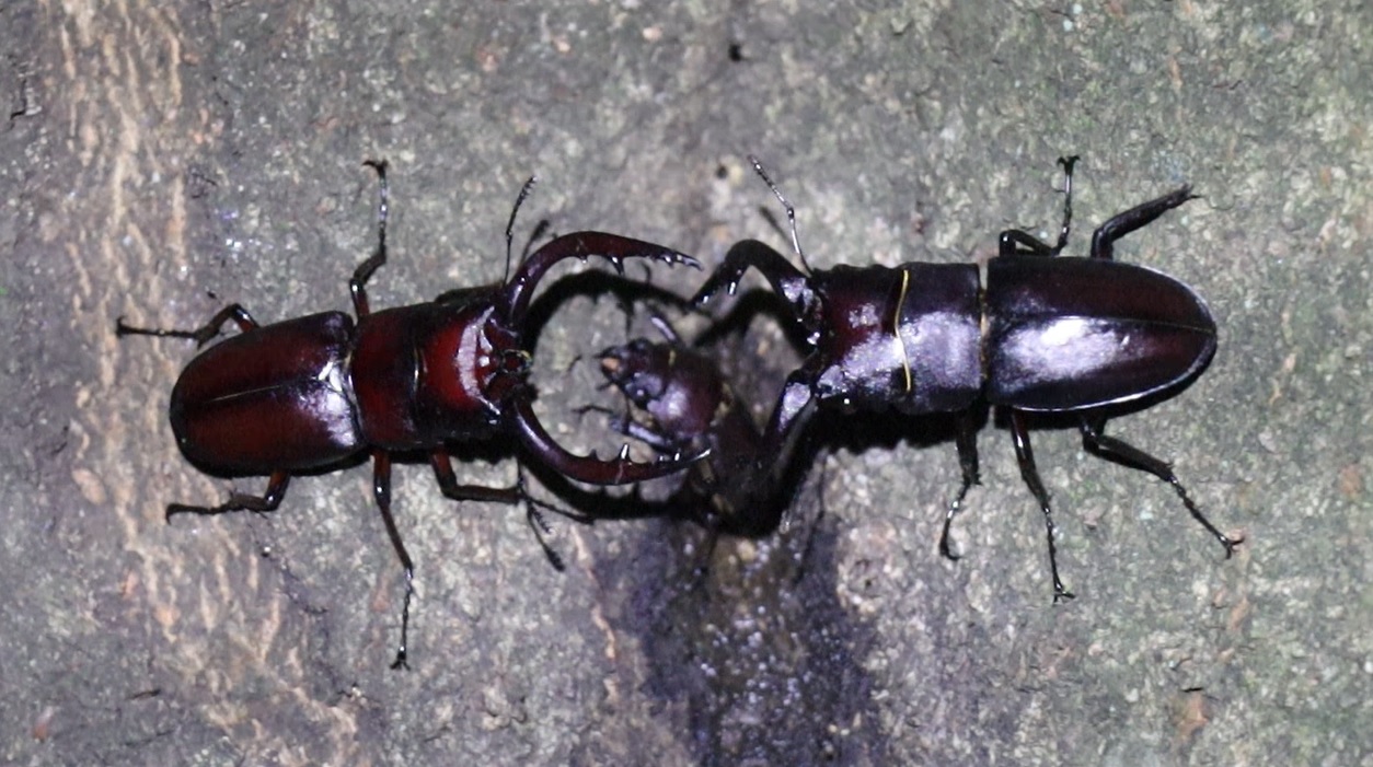 ノコギリクワガタ大きな雄同士の決闘