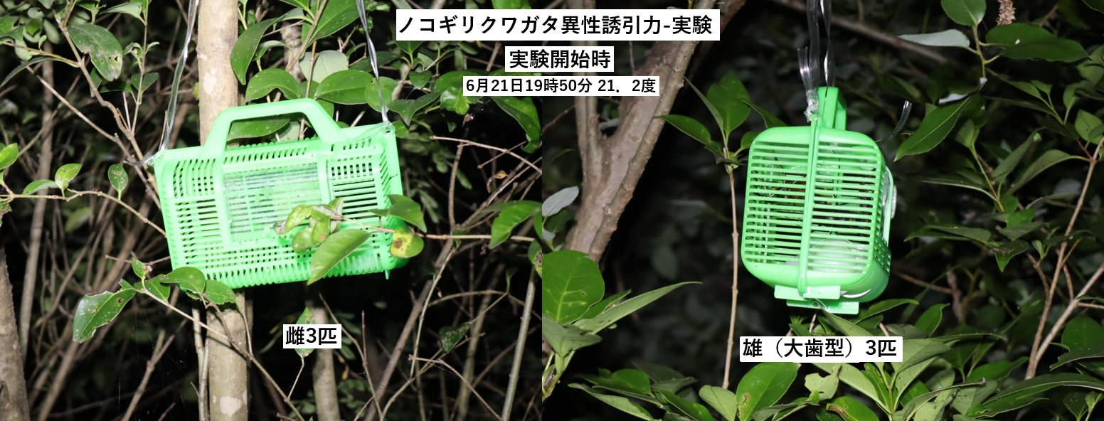 ノコギリクワガタ雄雌別誘引トラップ実験（開始時）_川縁のヤナギ_2023年6月21日19時50分気温21.2度