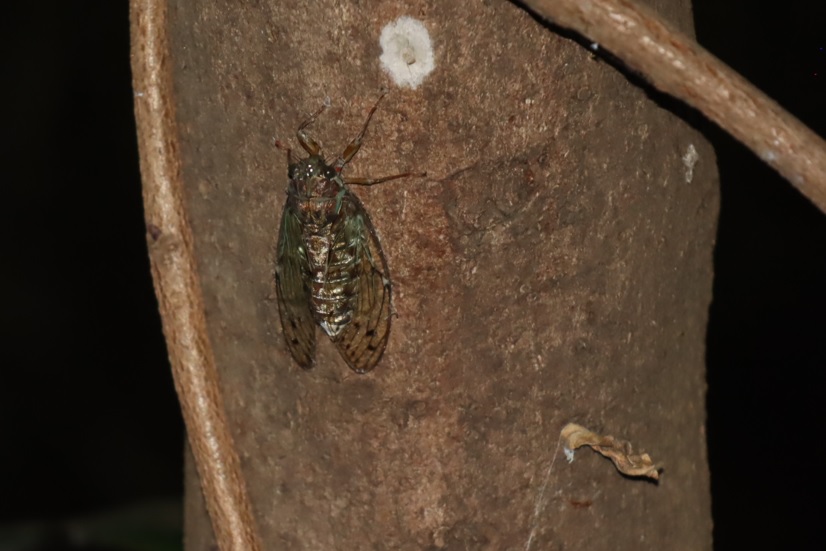 ヒグラシ♂2匹目_オオムラサキの森_2023年7月17日18時25分気温33度