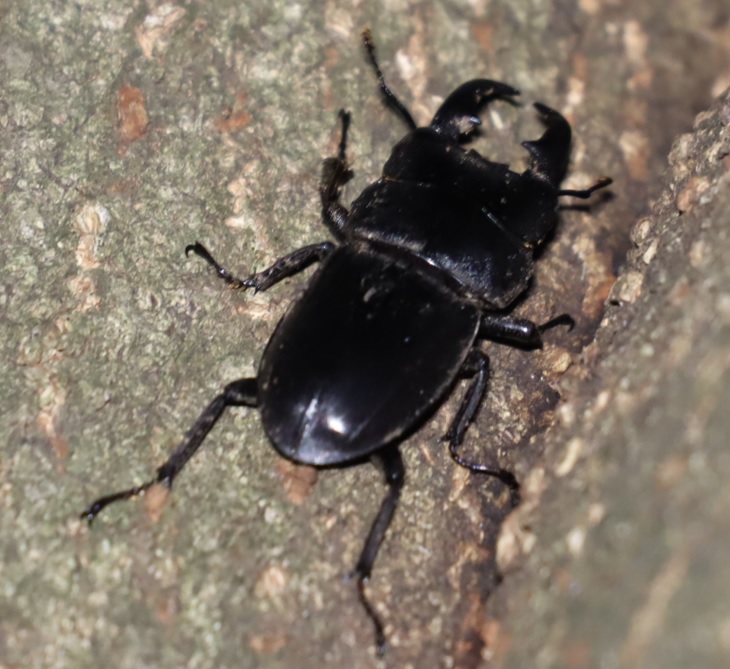 ヒラタクワガタ♂（アングル3）_シラカシ_2023年10月10日19時30分気温19.6度