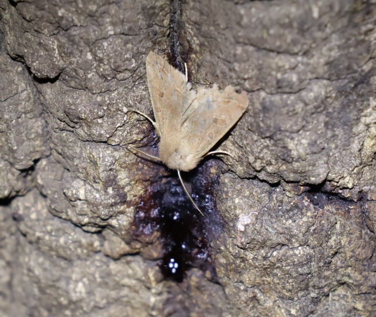 フタオビアツバ_No1のクヌギ根元近く_クワガタ達のオアシス_2023年3月8日18時30分気温15度