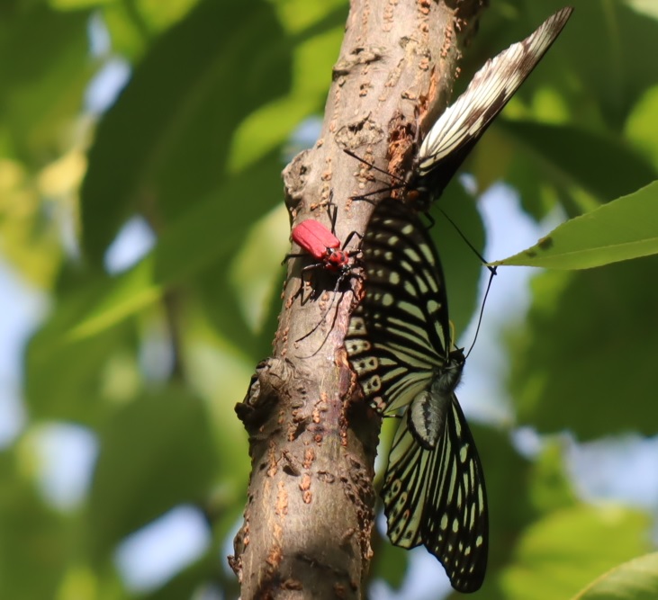 ベニカミキリ、アカボシゴマダラ_川縁のヤナギ_2023年5月17日9時45分気温25度