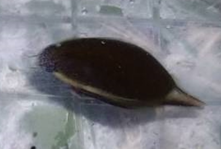 ホンゲンゴロウ_東京近郊_2023年9月30日