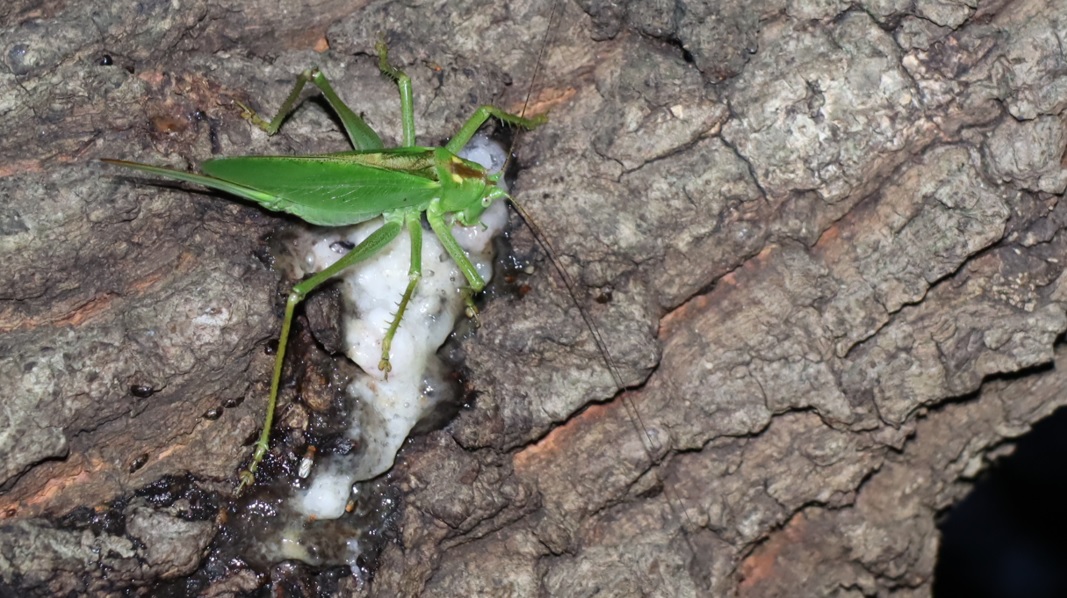 ヤブキリ♀_団地前のクヌギ_2023年6月19日19時45分気温22.2度