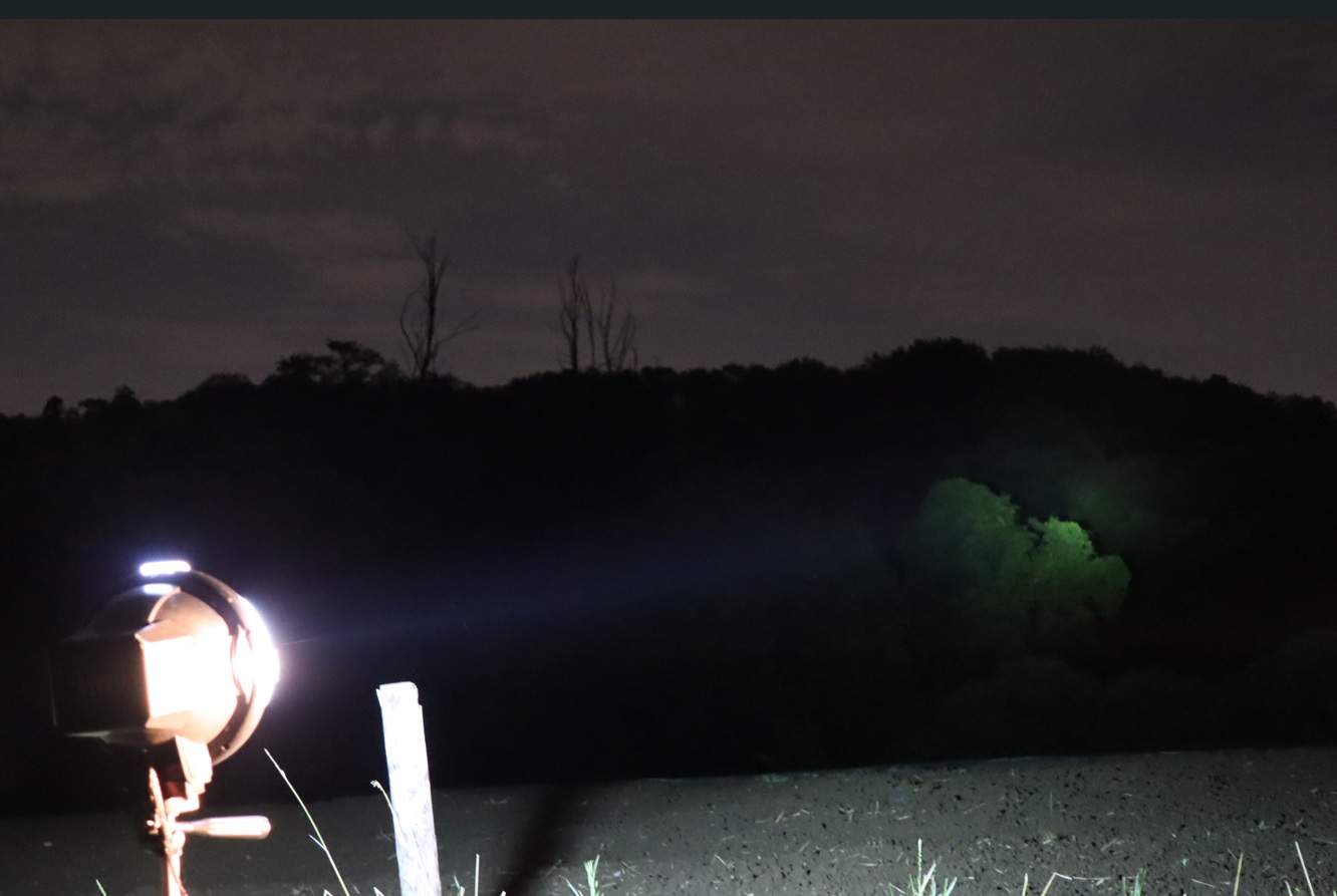 ライトウォッチング（光線の角度低）_里山ＭＨ_シラカシ_2023年7月7日19時55分気温27度