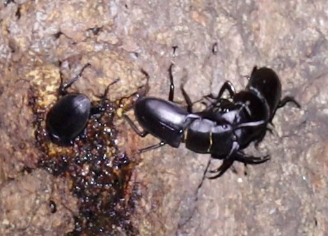 大きなコクワガタの雄同士の戦い_正面・上の樹液-団地前のクヌギ_2023年9月11日19時45分気温26.7度