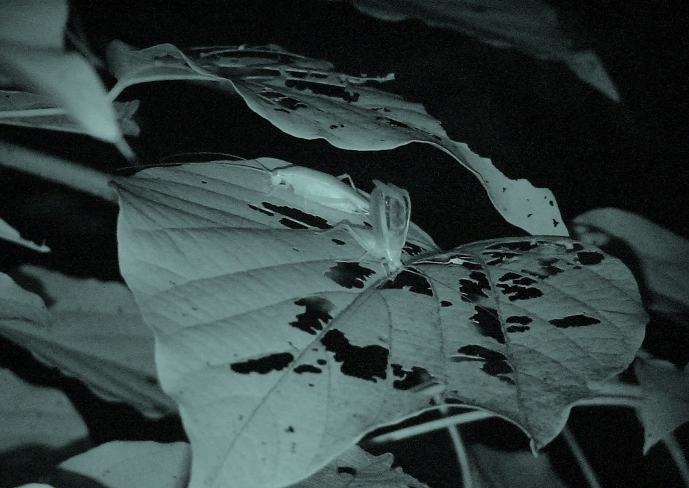 小高い陸橋の上から_アオマツムシのペア_2005年9月18日