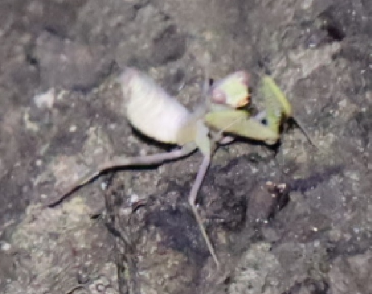 白いハラビロカマキリの幼虫_蔦が生えたクヌギーほったらかしの森_2023年8月12日19時30分気温29.5度