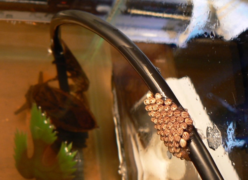 真冬（2011年1月16日）タガメの卵塊（孵化前）_210821整理